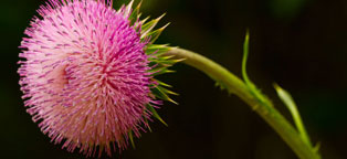 免费轰炸网页版