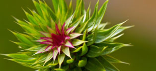 免费呼叫轰炸神器ios